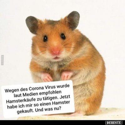 Hamster.jpg